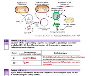 Matura 2025 biologia rozszerzona: ODPOWIEDZI do wszystkich zadań, gotowe rozwiązania matury z biologii rozszerzonej [9.05.2025]	