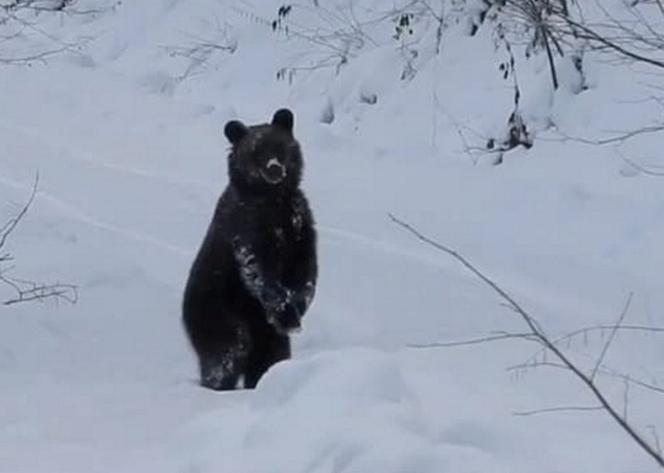 Leśnik zrobił wywiad z misiem