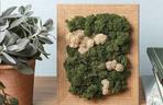 DIY: ekoobrazek z porostu – gotowe!