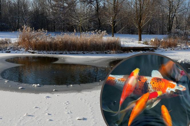 Jak zadbać zimą o ryby z ogrodowego oczka wodnego?