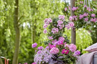 Pelargonia 