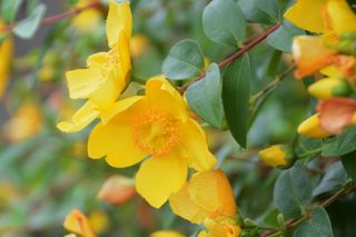 Dziurawiec 'Hidcote'