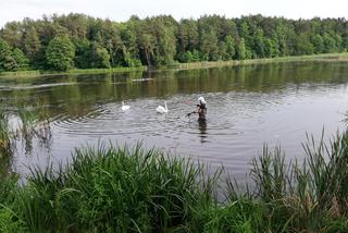 Strażacy ochotnicy uratowali brzydkie kaczątko