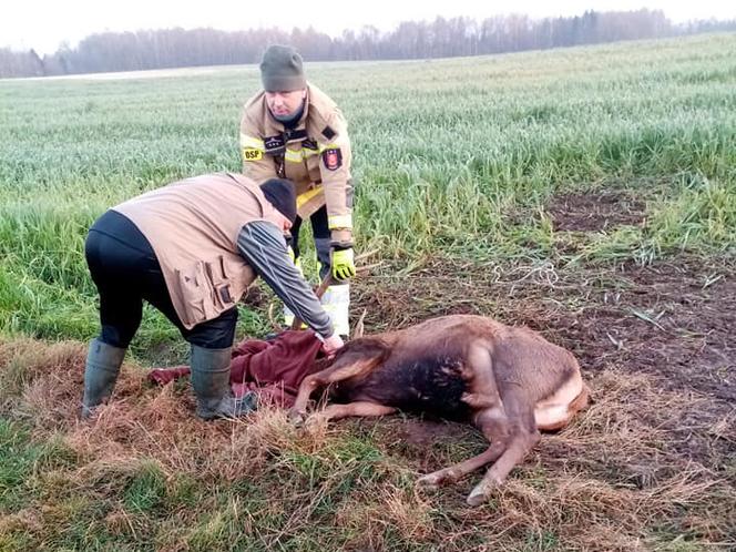 Strażacy z Gościna uratowali jelenia 