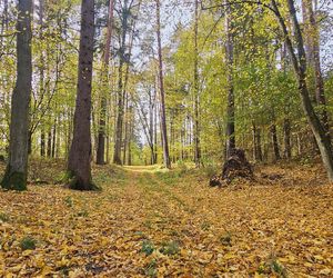 To najpopularniejsze miejsce na spacery w Olsztynie. Zobacz Las Miejski w jesiennych barwach [ZDJĘCIA]