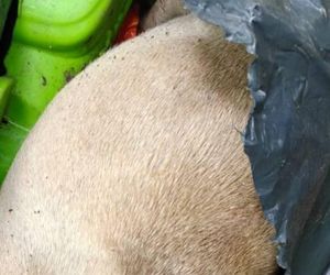 Zgroza w lesie pod Świeciem! Martwy pies w worku foliowym ze związanymi łapami. Policja szuka sprawcy bestialskiego czynu