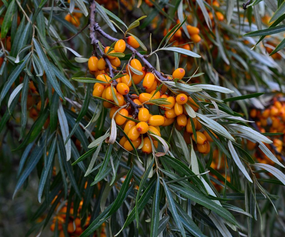 Olej z rokitnika – właściwości, działanie i przeciwwskazania. Jak stosować olej z rokitnika?