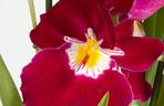 Miltonia storczyk