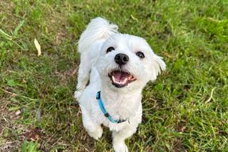 Upał męczy także psy. Wielu z nas popełnia ten błąd.