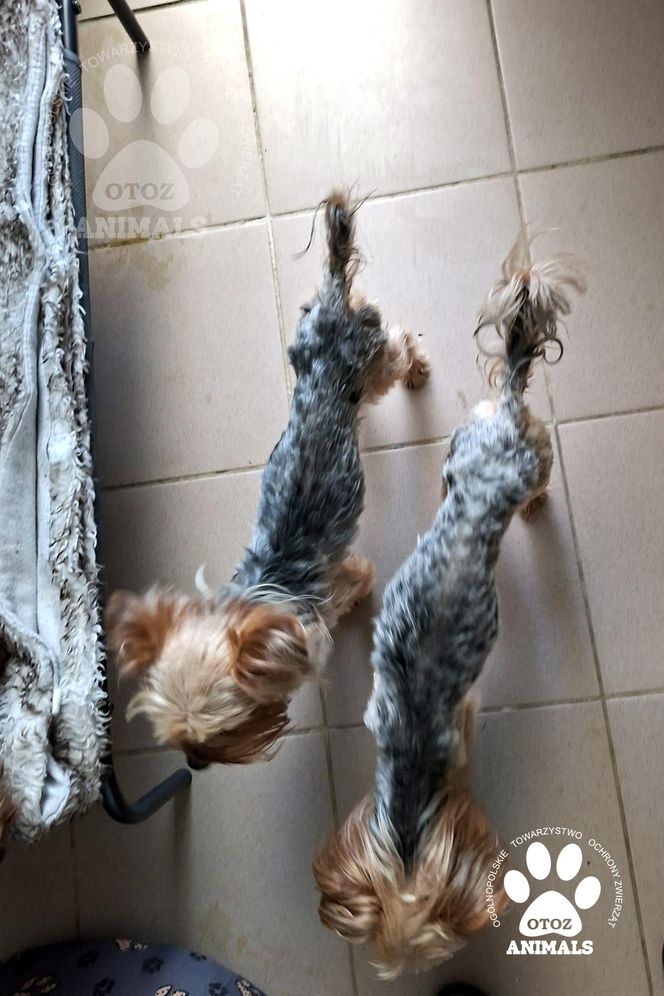 Nie żyje właścicielka pseudo hodowli w Bydgoszczy! 85 psów żyło w strasznych warunkach