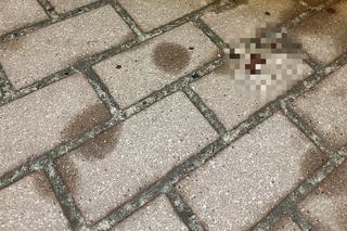 Wstrząsająca zbrodnia w Kobyłce, są zatrzymani. Co tam się wydarzyło?