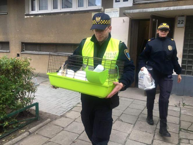 Ktoś ZAMKNĄŁ bezbronne króliki w windzie.