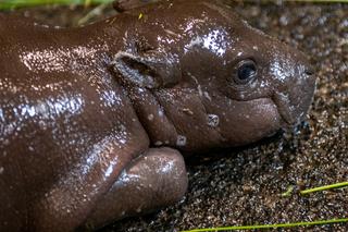 W łódzkim zoo urodził się hipopotam