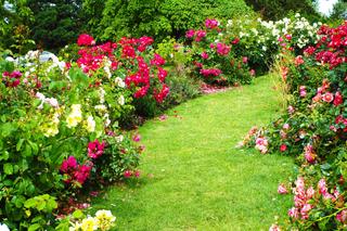 Rosarium - ogród pełen róż