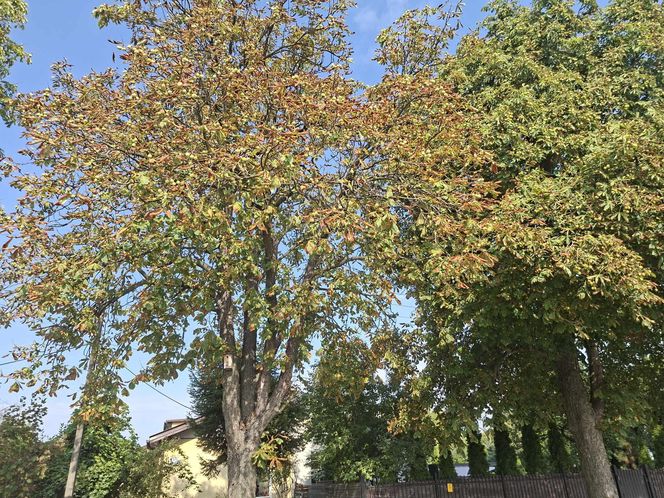 Kasztanowce w Starachowicach