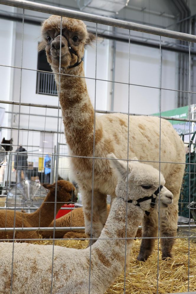 ZooPark ponownie przyciągnął do Targów Lublin tłumy miłośników zwierząt