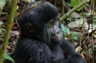 Goryle w Ugandzie – gatunek na krawędzi, który odmienił cały kraj