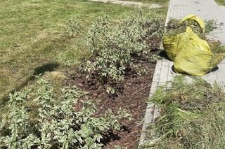 Skwer Jagiellonów w dzielnicy Czarnów w Kielcach