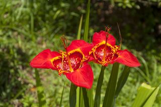 Tygrysówka pawia - Tigridia pavonia