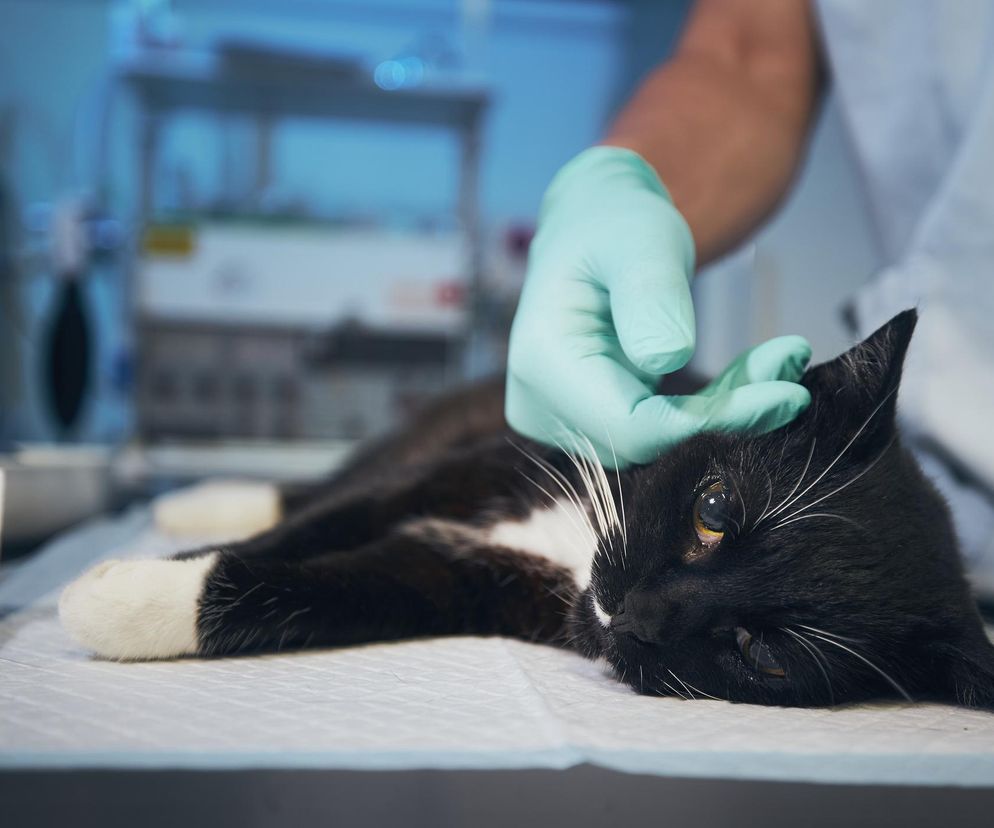 Koty przenoszą kleszcze jak taksówki. Jak chronić siebie i pupila?