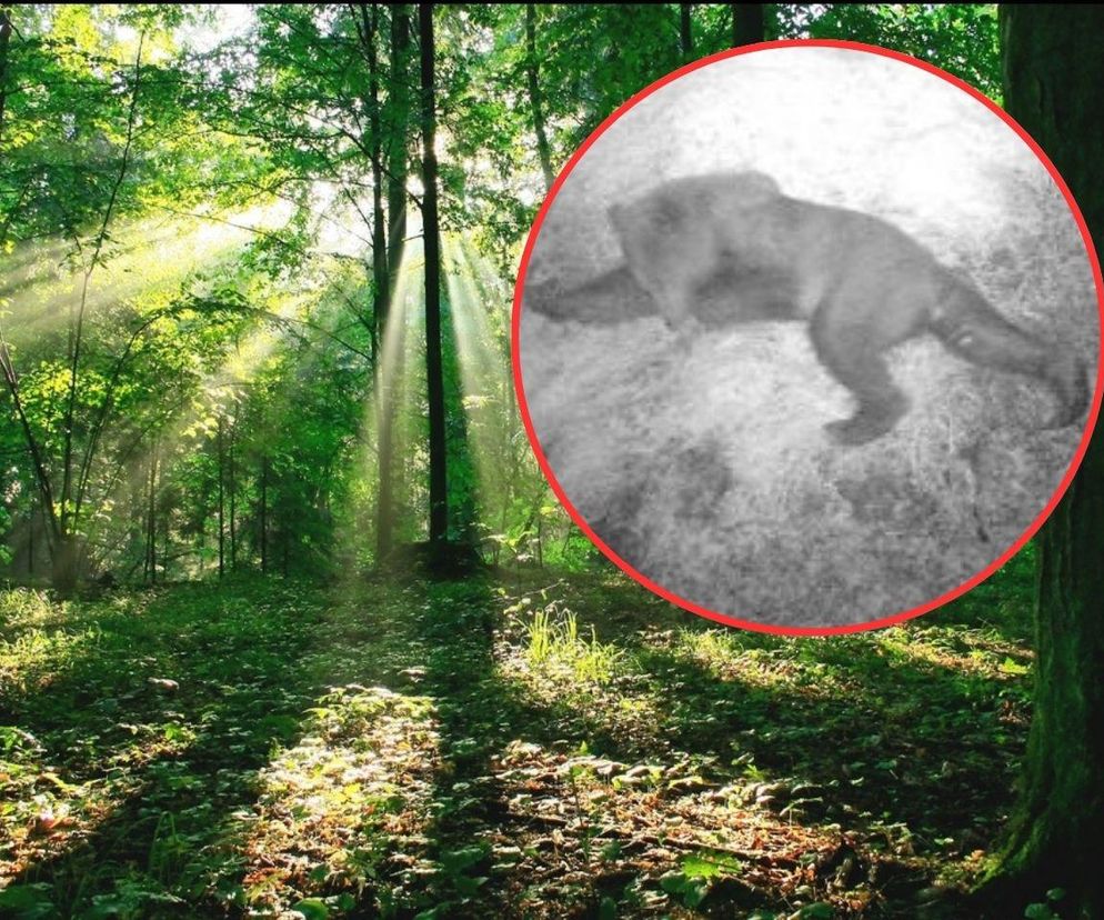 Niedźwiedź pojawił się na Podlasiu. Zwierzę udało się uchwycić na zdjęciu!