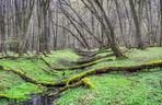 W tym małopolskim lesie polowali niegdyś królowie. Dziś hodują tam żubry 