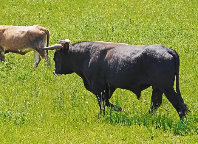 Mieszkaniec Kosiorowa ciężko ranny po ataku byka! Zwierzę zastrzelił myśliwy