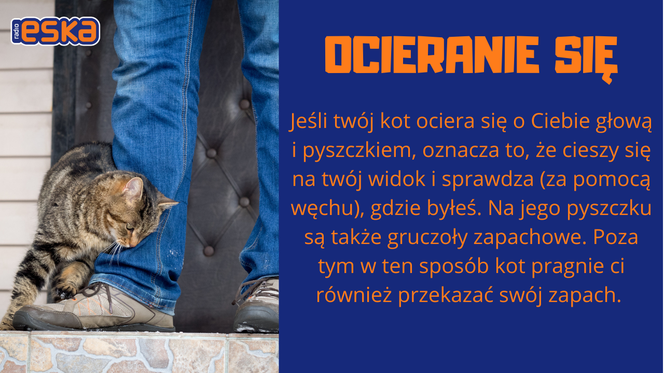 Słownik mowy kociej. Czyli co powienien wiedzieć każdy właścicel kota!