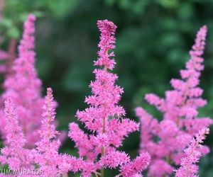 Tawułka Arendsa - Astilbe × arendsii
