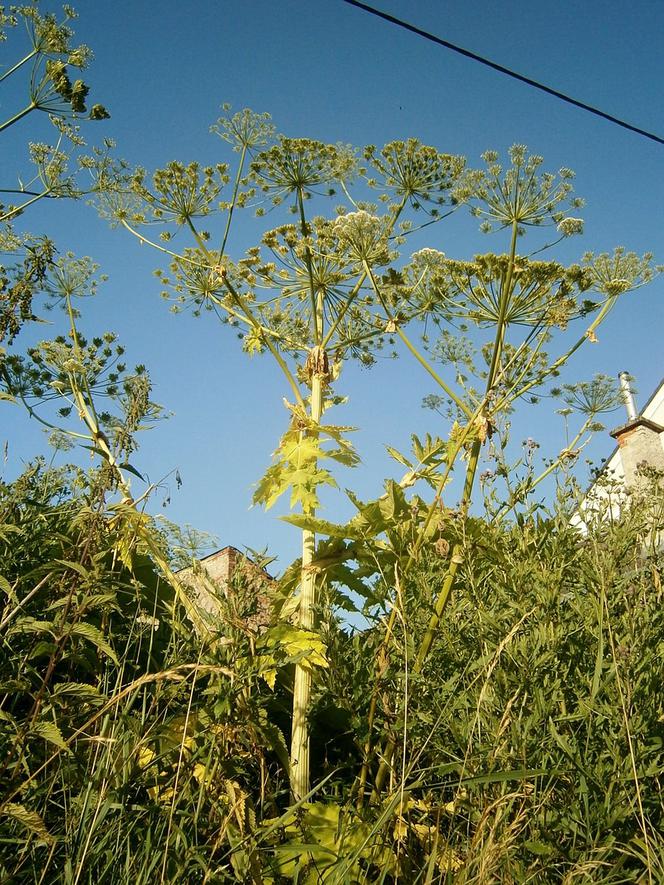 W Częstochowie i okolicznych miejscowościach