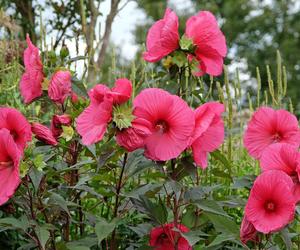 Hibiskus bagienny