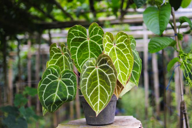 Anthurium Crystallinum