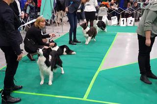 Tysiące psów i odwiedzających. II Międzynarodowa wystawa Psów Rasowych odbyła się w Bydgoszczy