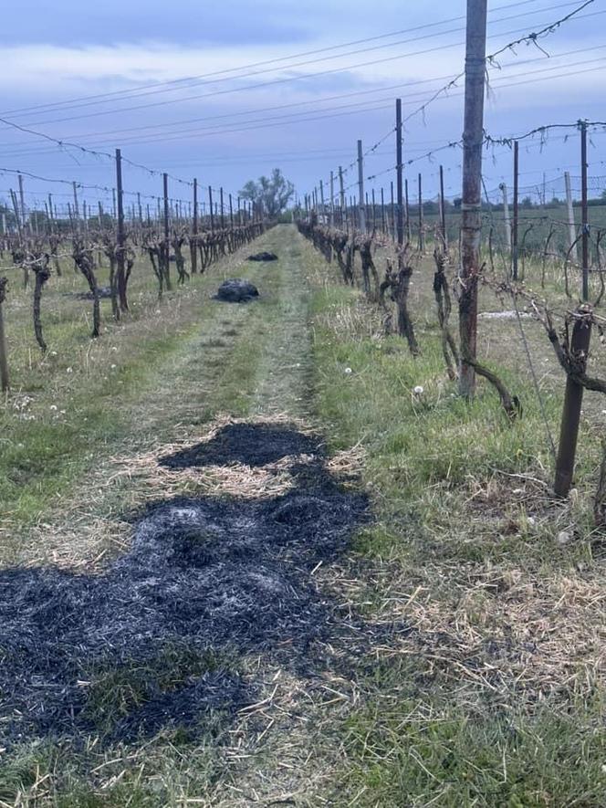 Ogromne straty rolników i sadowników. Kwietniowe mrozy zniszczyły całe plantacje. „To był kataklizm”