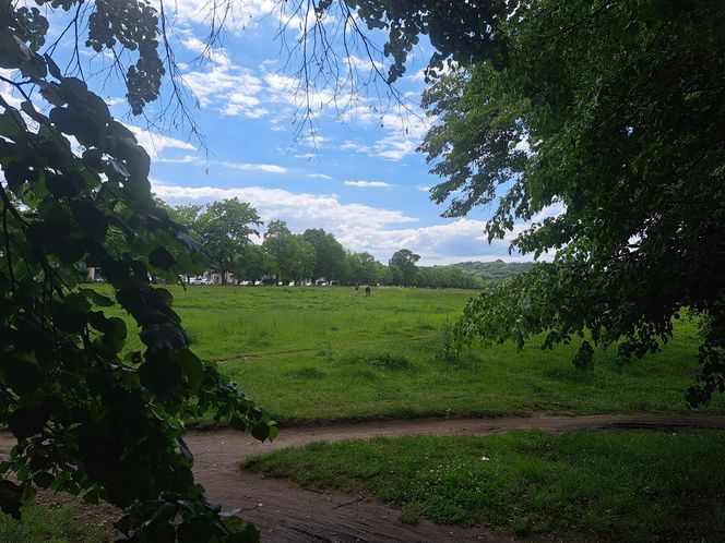 Błonia w Krakowie