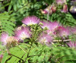 Albicja jedwabista - Albizia julibrissin