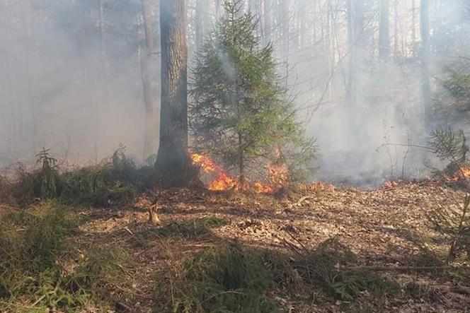 Pali się las przy Cegielnianej w Starachowicach!  Pożarem objęty jest hektar lasu