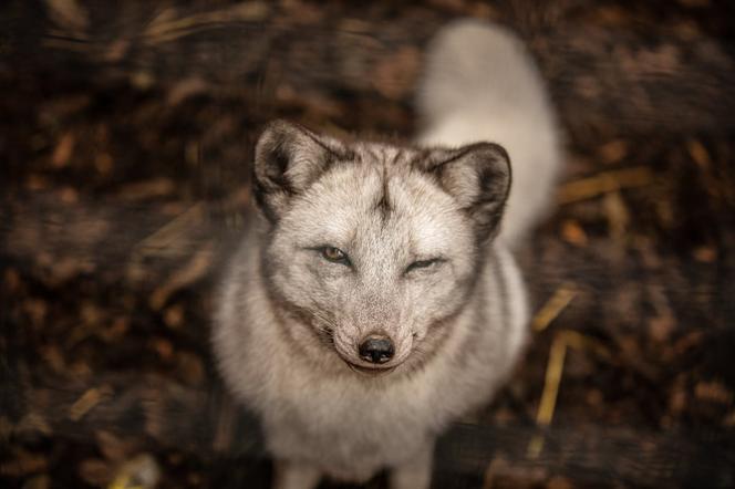 Krysia i Rysia miały być futrem, zamieszkały w fundacji