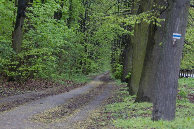 Mieszkańcy Warszawy dostaną to ZA DARMO. Wystarczy... wejść do lasu!