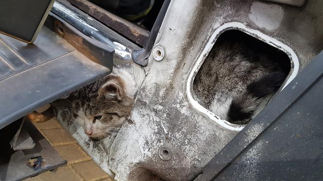 Strażacy z OSP Kołczewo ratowali uwięzionego kota