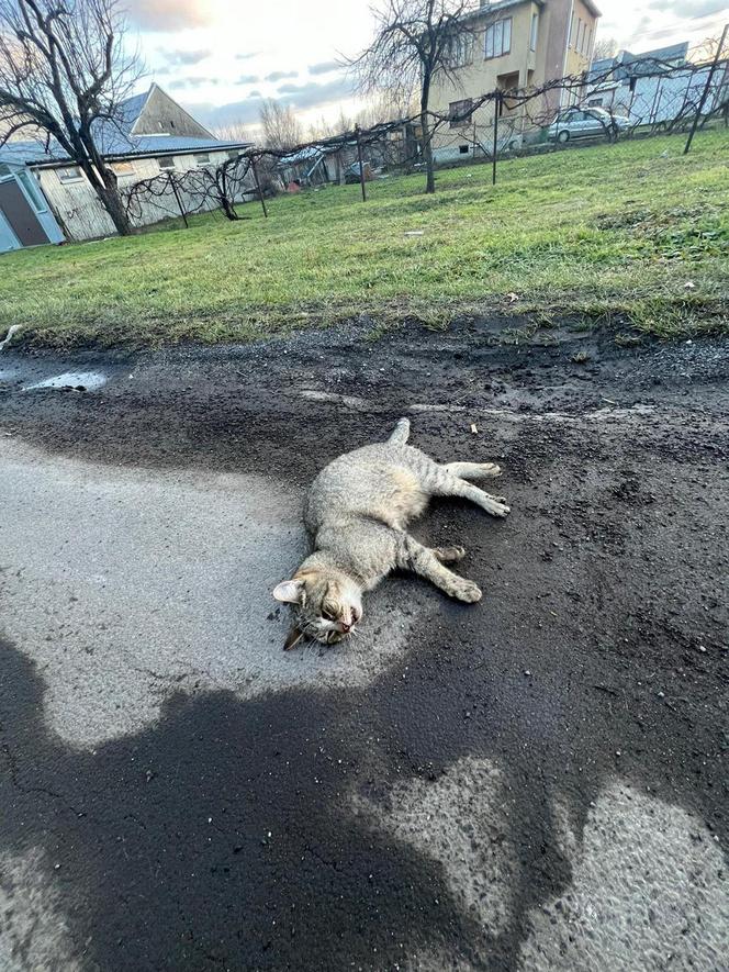 Weterynarze ratują kota Abi