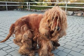 Dramatyczna interwencja KTOZ. Wygolone włosy psa ważyły ponad trzy kilogramy