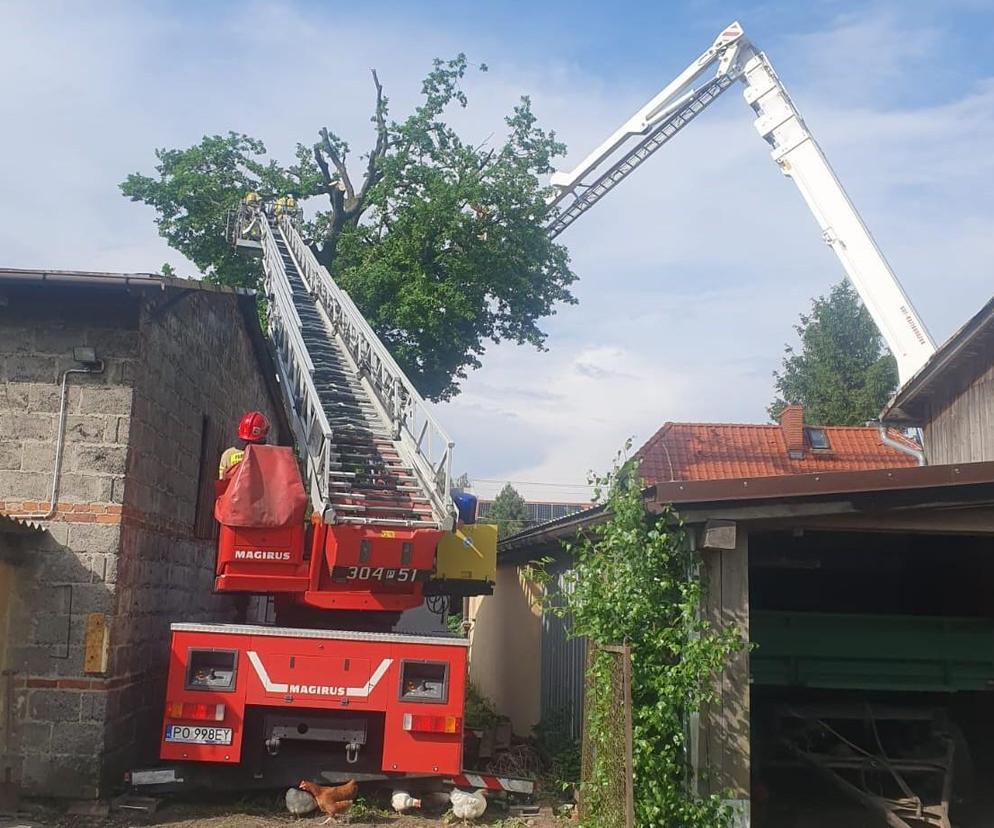 Drzewo zapaliło się na Morasku w Poznaniu