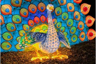 Garden of Lights w ZOO Wrocław