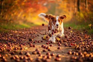 Pies zjadł kasztana, co robić? Reakcja powinna być szybka. Sprawdź, jak pomóć swojemu pupilowi