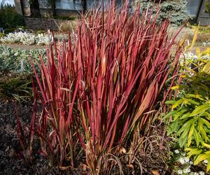 Imperata cylindryczna 'Red Baron'