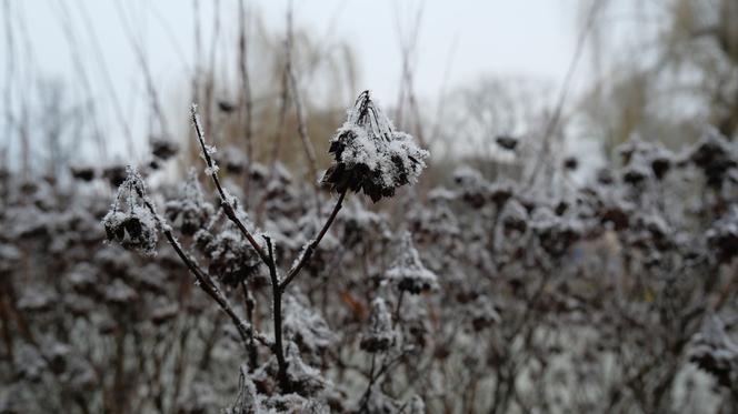 Prognoza pogody na Święta 2019