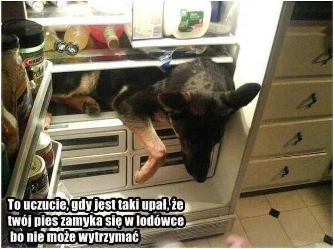Do Polski dotarła fala gorąca. Te memy na temat upalnych dni rozbawią wszystkich do łez!