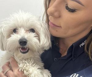 Kurier zabrał z jezdni zagubionego pieska. Właścicielka maltańczyka nie kryła wzruszenia