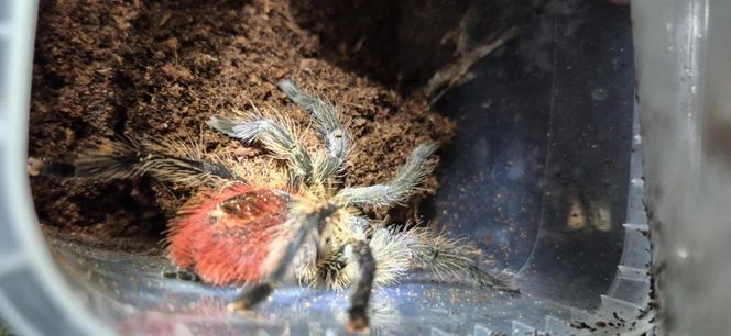 Otworzył kosz na śmieci i zamarł! Odkrycie jak z horroru w Krakowie